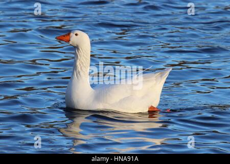 Una oca bianca nuoto su un laghetto Foto Stock