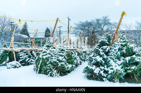 Albero di natale in vendita in inverno. Foto Stock