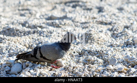 Piccione grigio. Città di uccelli. Colomba - di un uccello di pace. Foto Stock