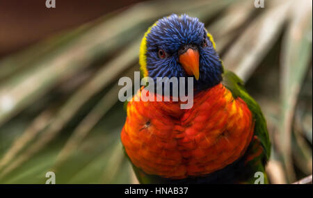 L'Arcobaleno (lori moluccanus Trichoglossus) una specie di pappagalli che vivono in Australia. L'uccello è una di medie dimensioni parrot. Foto Stock