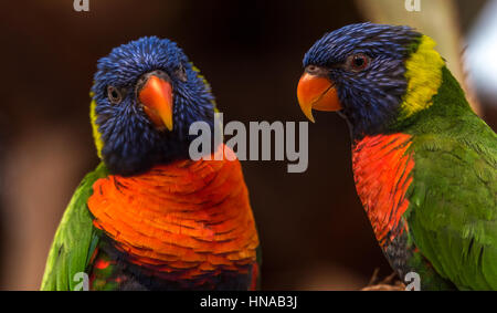 L'Arcobaleno (lori moluccanus Trichoglossus) una specie di pappagalli che vivono in Australia. L'uccello è una di medie dimensioni parrot. Foto Stock