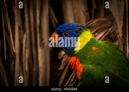 L'Arcobaleno (lori moluccanus Trichoglossus) una specie di pappagalli che vivono in Australia. L'uccello è una di medie dimensioni parrot. Foto Stock