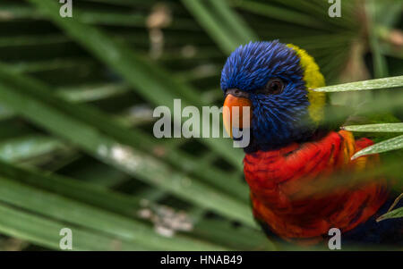 L'Arcobaleno (lori moluccanus Trichoglossus) una specie di pappagalli che vivono in Australia. L'uccello è una di medie dimensioni parrot. Foto Stock