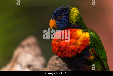 L'Arcobaleno (lori moluccanus Trichoglossus) una specie di pappagalli che vivono in Australia. L'uccello è una di medie dimensioni parrot. Foto Stock