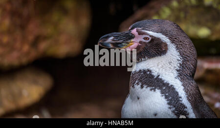 Pinguini (i pinguini di Magellano) sono un gruppo di acquatico, flightless uccelli. I pinguini di magellano sono di medie dimensioni Foto Stock