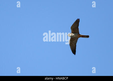 Hobby raptor o falco Subbuteo® falcon o hawk in volo e vicino a a Montecassiano Macerata Italia da Ruth Swan Foto Stock