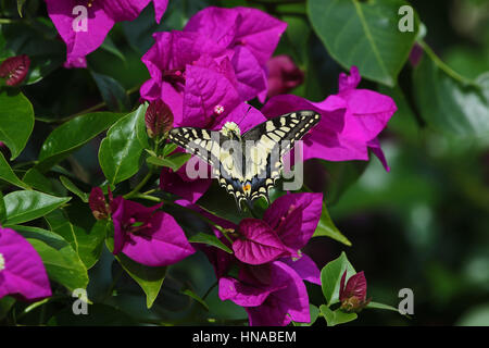 A coda di rondine comune butterfly papillo machaon alimentazione su bouganivillea glabra fiore in Italia da Ruth Swan Foto Stock