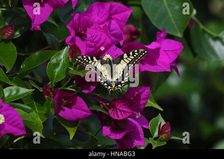 A coda di rondine comune butterfly papillo machaon alimentazione su bouganivillea glabra fiore in Italia da Ruth Swan Foto Stock