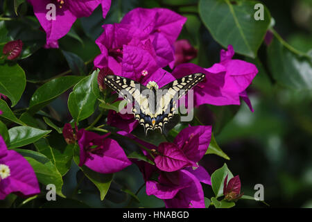 A coda di rondine comune butterfly papillo machaon alimentazione su bouganivillea glabra fiore in Italia da Ruth Swan Foto Stock