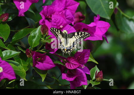 A coda di rondine comune butterfly papillo machaon alimentazione su bouganivillea glabra fiore in Italia da Ruth Swan Foto Stock