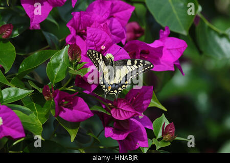 A coda di rondine comune butterfly papillo machaon alimentazione su bouganivillea glabra fiore in Italia da Ruth Swan Foto Stock