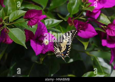 A coda di rondine comune butterfly papillo machaon alimentazione su bouganivillea glabra fiore in Italia da Ruth Swan Foto Stock