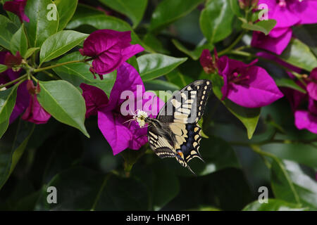 A coda di rondine comune butterfly papillo machaon alimentazione su bouganivillea glabra fiore in Italia da Ruth Swan Foto Stock