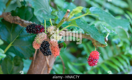 Black mature e rosso gelsi immaturo sul ramo Foto Stock