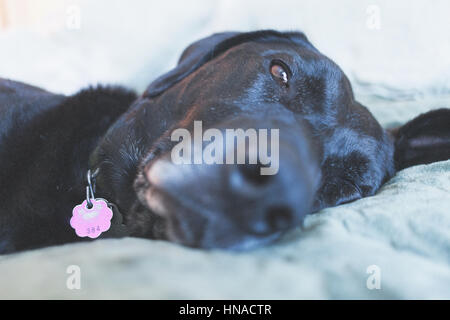 Grande cane nero in appoggio sul letto Foto Stock