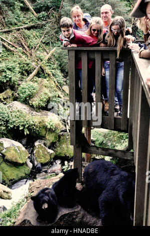 Tongass National Forest, Anan Creek wildlife observatory, Alaska, STATI UNITI D'AMERICA Foto Stock