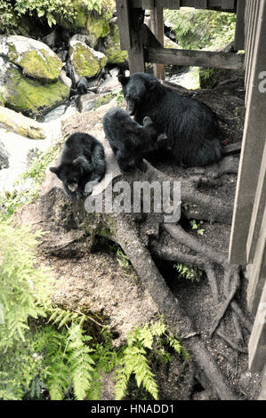 Tongass National Forest, Anan Creek wildlife observatory, Alaska, STATI UNITI D'AMERICA Foto Stock