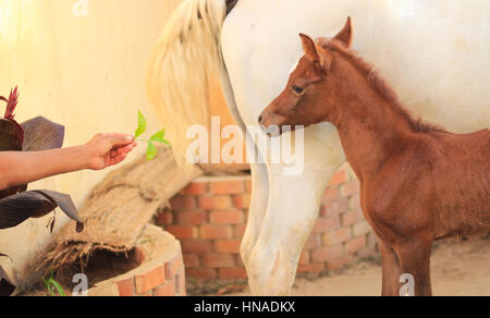 Arabian Horse in un ranch di sabbia/ con Arabian Horse in un campo di sabbia nella giornata di sole Foto Stock