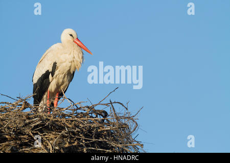 Cicogna bianca (Ciconia ciconia) adulto presso il nido. Ivars Lago. Provincia di Lleida. La Catalogna. Spagna. Foto Stock