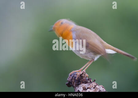 Unione Robin (Erithacus rubecula) scuotendo la testa. Albufera parco naturale. Comunità Valenciana. Spagna. Foto Stock