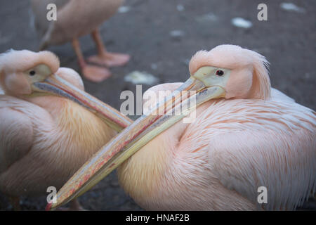 Grande pellicani bianchi Foto Stock