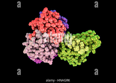 La tossina del colera, modello molecolare. La tossina del colera (choleragen) è un complesso di proteina secreta dal batterio Vibrio cholerae, che provoca la malattia del colera. Esso è costituito da una forma a cuneo in una subunità (a destra) e cinque subunità B (sinistra) che forma un anello che si lega alla rigatura intestinale. Nelle sue forme più gravi, il colera è uno dei più rapidamente le malattie mortali conosciuti. Foto Stock