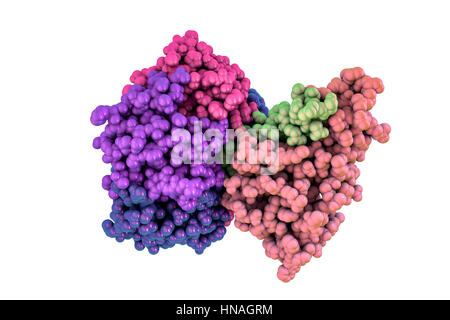 La tossina del colera, modello molecolare. La tossina del colera (choleragen) è un complesso di proteina secreta dal batterio Vibrio cholerae, che provoca la malattia del colera. Esso è costituito da una forma a cuneo in una subunità (a destra) e cinque subunità B (sinistra) che forma un anello che si lega alla rigatura intestinale. Nelle sue forme più gravi, il colera è uno dei più rapidamente le malattie mortali conosciuti. Foto Stock