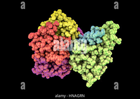 La tossina del colera, modello molecolare. La tossina del colera (choleragen) è un complesso di proteina secreta dal batterio Vibrio cholerae, che provoca la malattia del colera. Esso è costituito da una forma a cuneo in una subunità (a destra) e cinque subunità B (sinistra) che forma un anello che si lega alla rigatura intestinale. Nelle sue forme più gravi, il colera è uno dei più rapidamente le malattie mortali conosciuti. Foto Stock