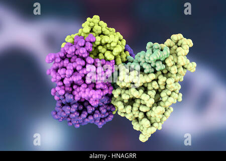 La tossina del colera, modello molecolare. La tossina del colera (choleragen) è un complesso di proteina secreta dal batterio Vibrio cholerae, che provoca la malattia del colera. Esso è costituito da una forma a cuneo in una subunità (a destra) e cinque subunità B (sinistra) che forma un anello che si lega alla rigatura intestinale. Nelle sue forme più gravi, il colera è uno dei più rapidamente le malattie mortali conosciuti. Foto Stock