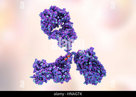 Illustrazione che mostra la struttura di un anticorpo o di immunoglobulina, molecola. Questi sagomata a Y molecole hanno due bracci che possono legarsi ad antigeni specifici, per esempio virale o proteine batteriche. In tal modo esse segnano l'antigene per la distruzione. Foto Stock