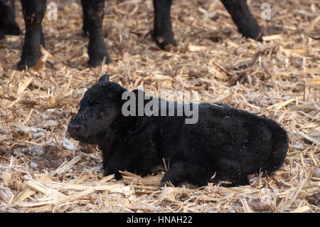 Un vitello huddles nel cortile per mantenere in caldo fotografato a Waterloo, Iowa, USA. Foto Stock