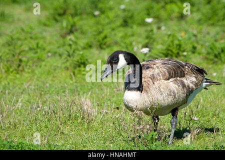 Canada Goose passeggiate mangiare erba Foto Stock