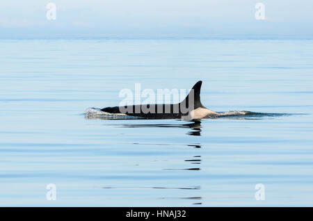 La residente meridionale Orca, J-2, conosciuta come Granny, Orca orcinus, che si stima sia nata nel 1911, la rese la più antica orca conosciuta in vita quando è scomparsa. Foto Stock