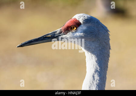 Minor Sandhill gru, Antigone canadensis canadensis, George C. Reifel uccello migratore Santuario, Delta, British Columbia, Canada Foto Stock