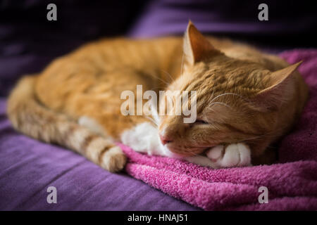 Adorabili Ginger Cat sonno per asciugamano sul lettino Foto Stock