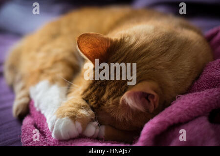 Adorabili Ginger Cat sonno per asciugamano sul lettino Foto Stock