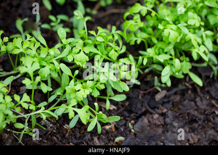 Giovani piantine fresche nella serra all'aria aperta. Foto Stock