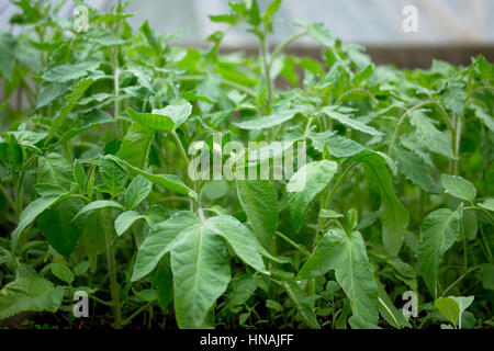 Giovani piantine fresche nella serra all'aria aperta. Foto Stock