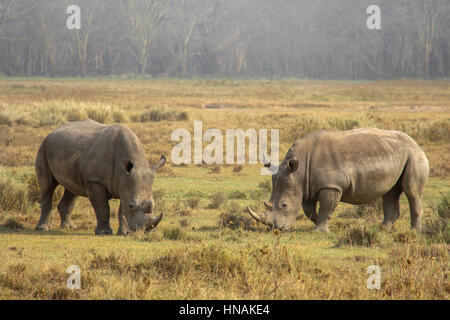 Due pascolo rinoceronte bianco (Ceratotherium simum) in Lake Nakuru National Park, Kenya Foto Stock