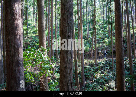 Pellegrini in Kumano Kodo vicino Kumano Hongu Taisha grand Santuario, Nakahechi percorso, Wakayama, Kinki, Giappone Foto Stock