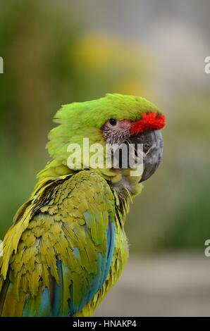 Close up di un verde Macaw Parrot con sfondo sfocato Foto Stock