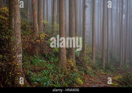 Foresta in Ogumotori-goe sezione, Kumano Kodo, Nakahechi percorso, Wakayama, Kinki, Giappone Foto Stock