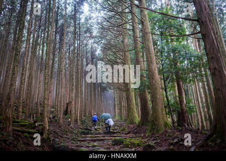 Pellegrini in Ogumotori-goe sezione, Kumano Kodo, Nakahechi percorso, Wakayama, Kinki, Giappone Foto Stock