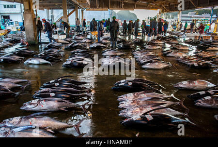 Il mercato del tonno, nel porto di pesca, Katsuura,Nachikatsuura, Kumano Kodo, Nakahechi percorso, Wakayama, Kinki, Giappone Foto Stock