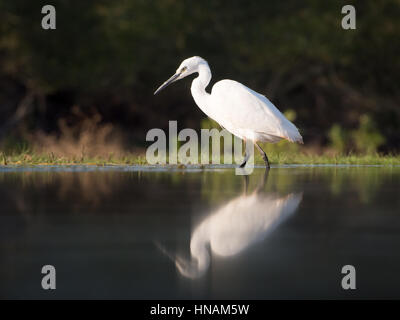 Garzetta in acqua, Sud Africa Foto Stock