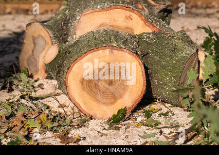 Sezioni di tronco di un taglio, abbattuto giovane albero di quercia. Gli anelli dell'albero può essere visto e i riferimenti effettuati dalla sezionatrice. Foto Stock