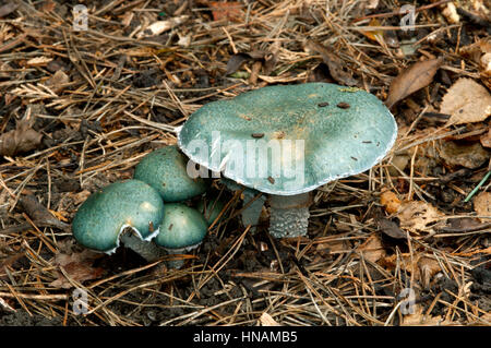 Blue tonda - Stropharia caerulea Foto Stock