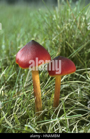 Annerimento Waxcap - Hygrocybe conica Foto Stock