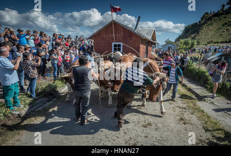 Minga in Chiloé, Cile. Liucura, isola di Lemuy, Arcipelago di Chiloé. Testimonianza della cultura che ancora persiste in alcuni luoghi distanti del Cile. Foto Stock