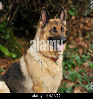 Pastore Tedesco cane in autunno Foto Stock